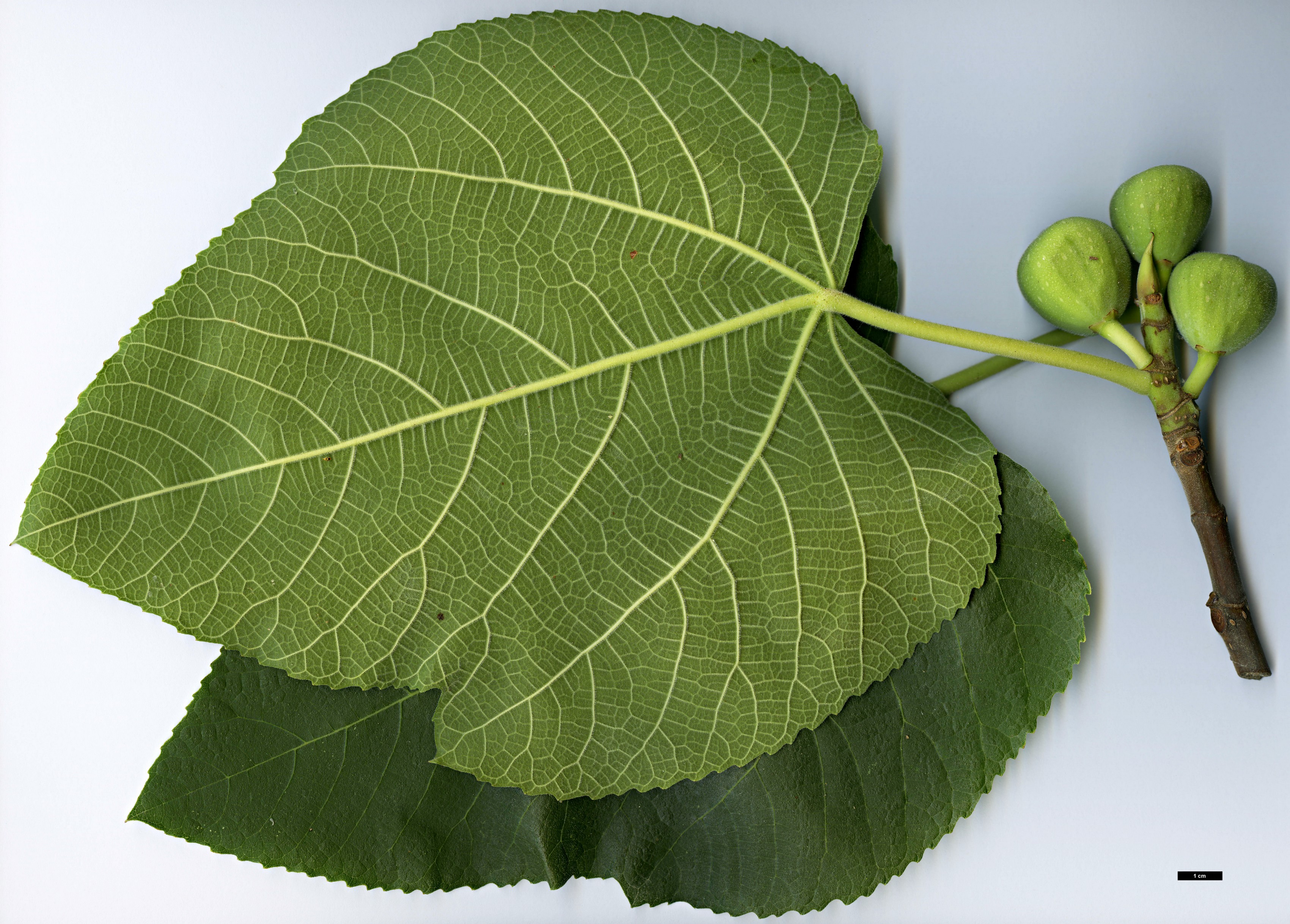 High resolution image: Family: Moraceae - Genus: Ficus - Taxon: palmata